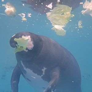 Amazonian Manatee(Junto)