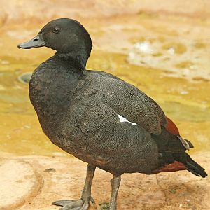 Paradise Shelduck male