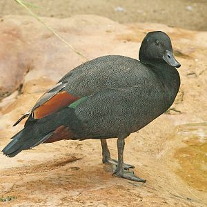 Paradise Shelduck male