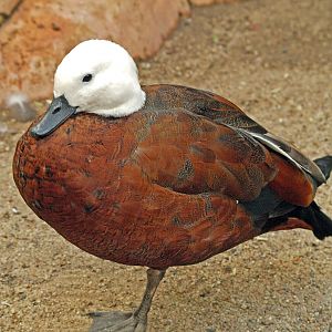 Paradise Shelduck female