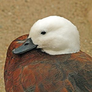 Paradise Shelduck female
