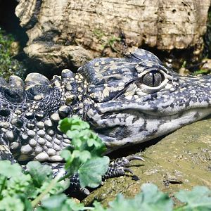 Juvenile Chinese Alligator (Alligator sinensis) August 11, 2025