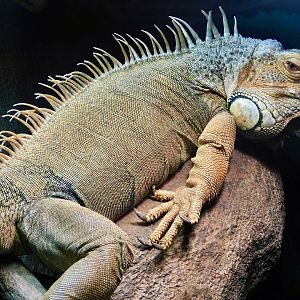 Green Iguana (Iguana iguana) August 11, 2025