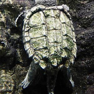 Alligator Snapping Turtle (Macrochelys temminckii) August 11, 2025