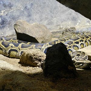Burmese Python (Python bivittatus) August 11, 2025