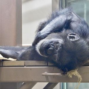 Sleeping Chimpanzee (Pan troglodytes) August 11, 2025