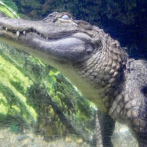 American Alligator (Alligator mississippiensis) August 11, 2025