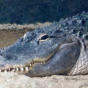 American Alligator (Alligator mississippiensis) August 2, 2025