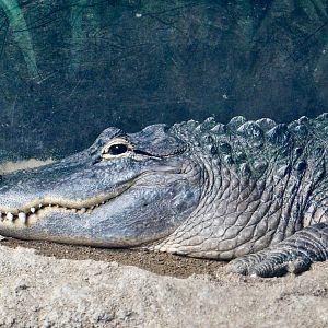 American Alligator (Alligator mississippiensis) August 2, 2025