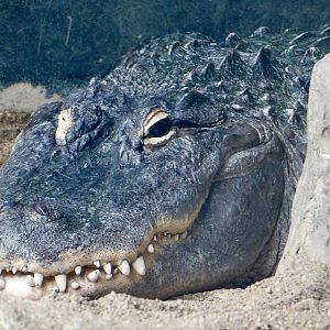 American Alligator (Alligator mississippiensis) August 2, 2025