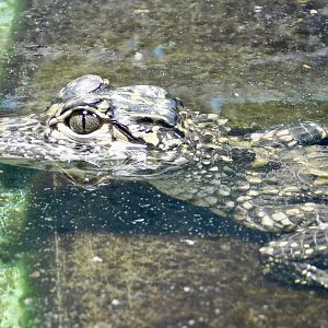 Juvenile Chinese Alligator (Alligator sinensis) August 2, 2025