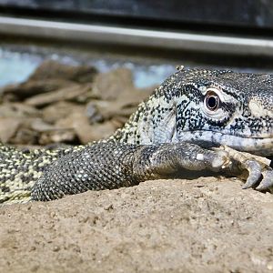 Nile Monitor (Varanus niloticus) August 2, 2025