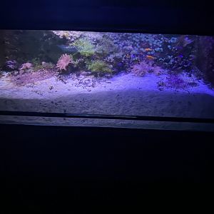 Reef aquarium 7