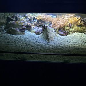 Reef aquarium 8