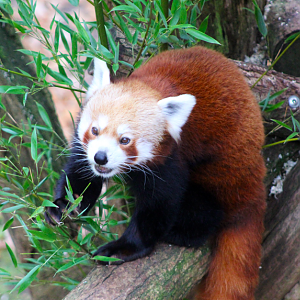Red Panda