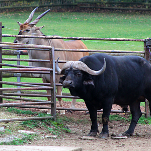 Cape Buffalo & Common Eland