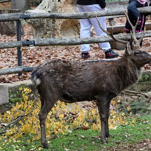 Dybowski's Sika Deer