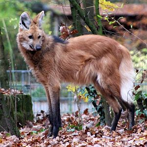 Maned Wolf