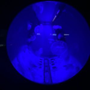 Moon jelly aquarium