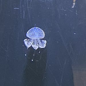 White-spotted jellyfish