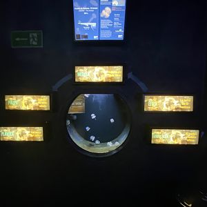 White-spotted jelly aquarium