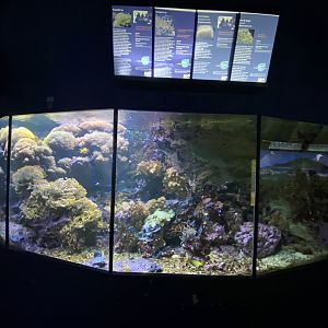 Mixed reef aquarium 10