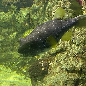 White-spotted puffer