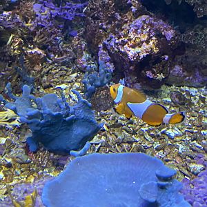 Clownfish