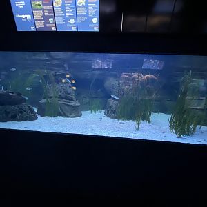 Brackish aquarium
