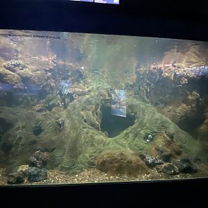 Mixed aquarium 4