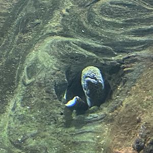 Honeycomb moray eel