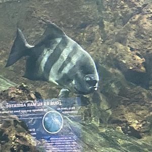 Atlantic Spadefish