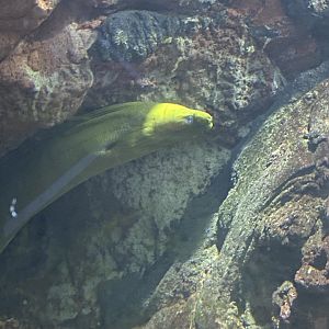 Green moray eel