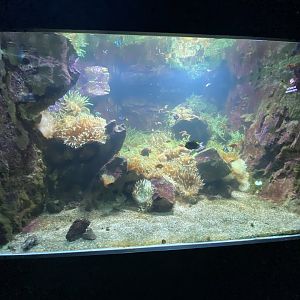 Reef aquarium 11