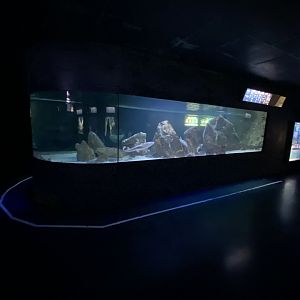 Mixed shark aquarium