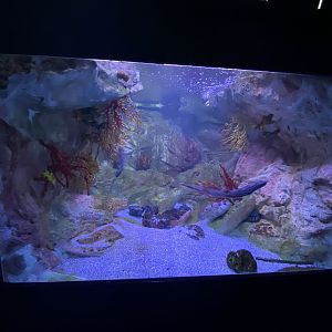 Reef aquarium 12
