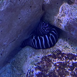 Zebra moray eel