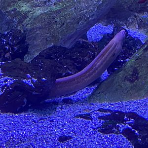 Yellow-edged moray eel
