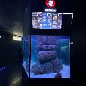 Mixed aquarium 5