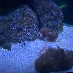 Banggai cardinalfish