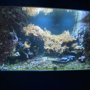Reef aquarium 13