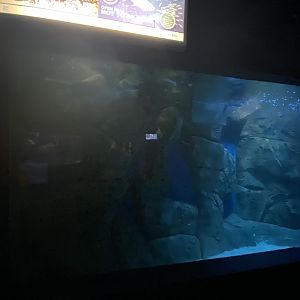 View of Mixed shark and sea turtle aquarium