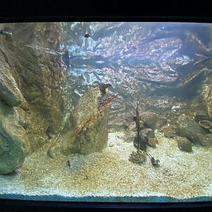 Yellow boxer fish and lined seahorse aquarium