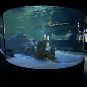 2nd view of mixed shark aquarium