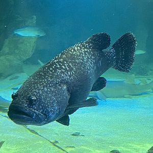 Giant grouper