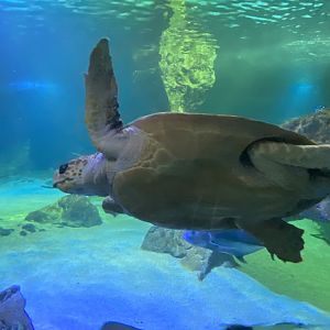 Loggerhead sea turtle