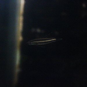 Northern licorice gourami (Parosphromenus sp. ‘utara’) - PCBA