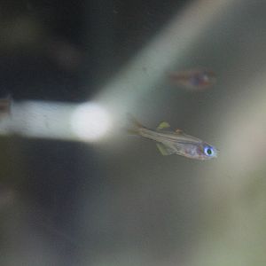 Ivantsoff's blue-eye (Pseudomugil ivantsoffi) - PCBA