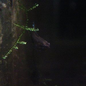 Deissner's licorice gourami (Parosphromenus deissneri) - PCBA