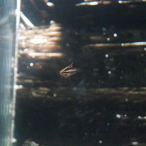 Moonspot licorice gourami (Parosphromenus linkei) - PCBA